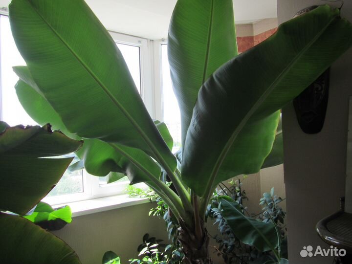 Банан плодоносящий комнатный