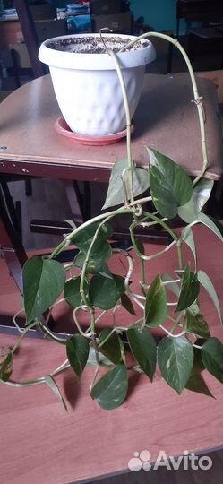 Комнатные растения