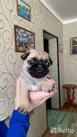 Щенки мопса
