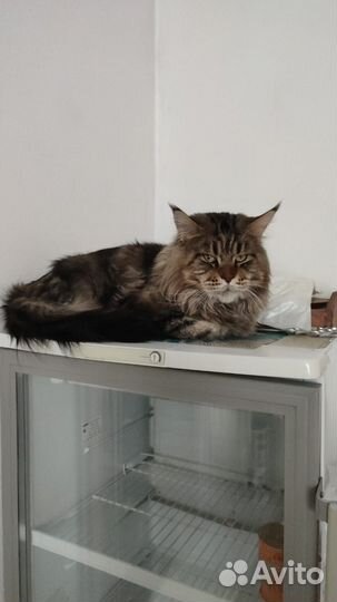 Котята мейн-кун