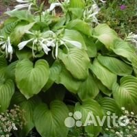 Хоста белая (кусты)