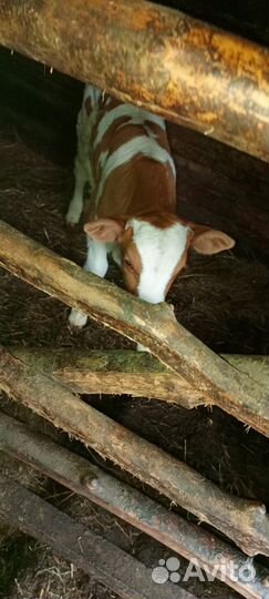 Телята бычки