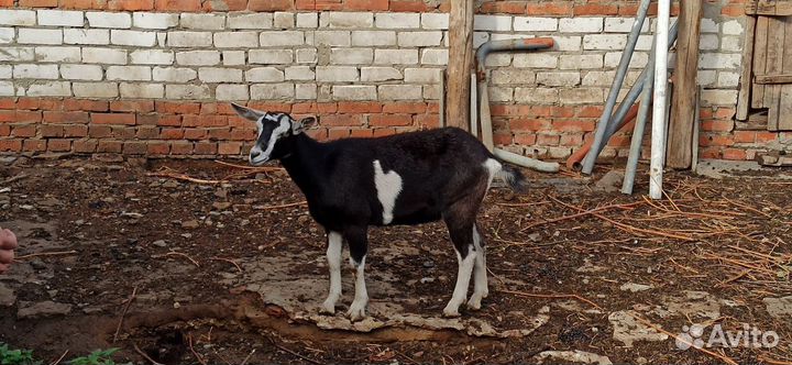 Козы продаю