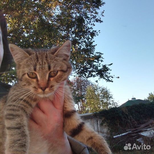 Милые котята