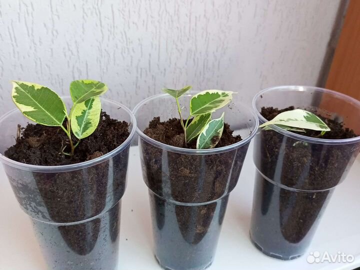 Фикус бенджамина. С корнями