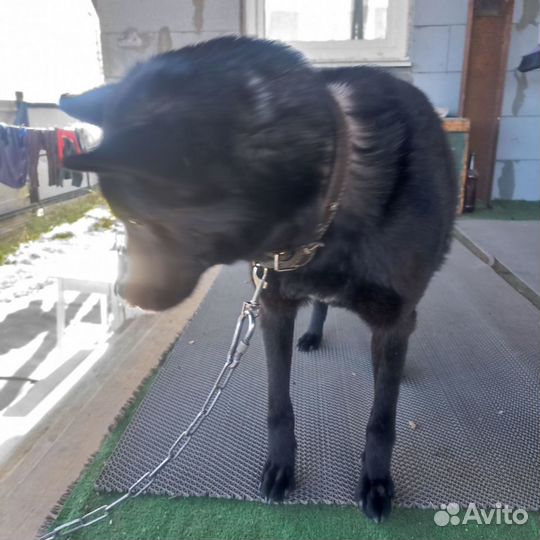 Собака в добрые руки отдам бесплатно