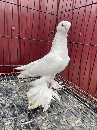 Голуби Узбекские двухчубве