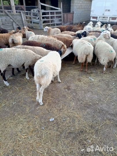 Прод ягнята