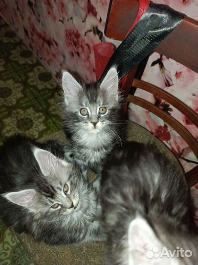 Котята мейн-кун