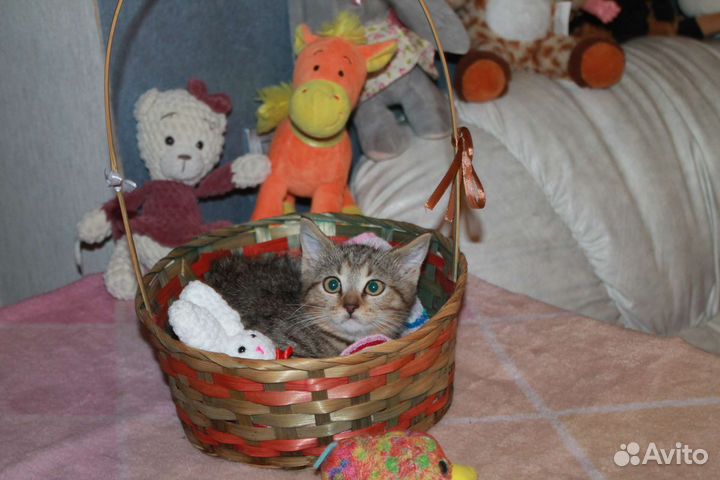 Кошечка в дар