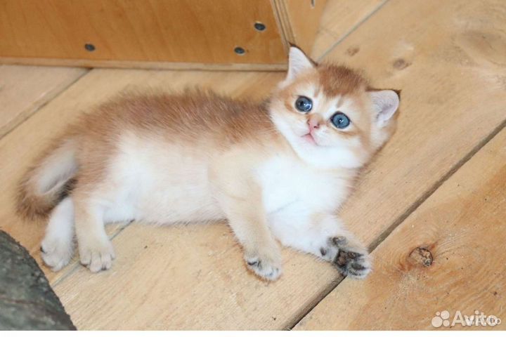 Шотландская золотая шиншилла мальчики