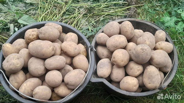 Картофель крупный