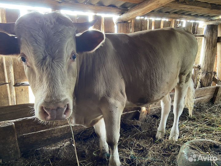 Бык на откорме