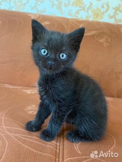 Котята в добрые руки бесплатно