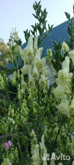 Аконит желтый Ламарка