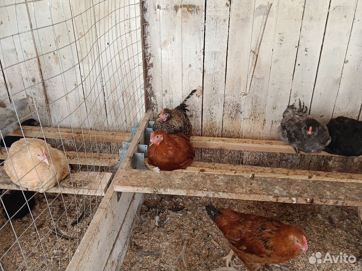 Молодые петушки