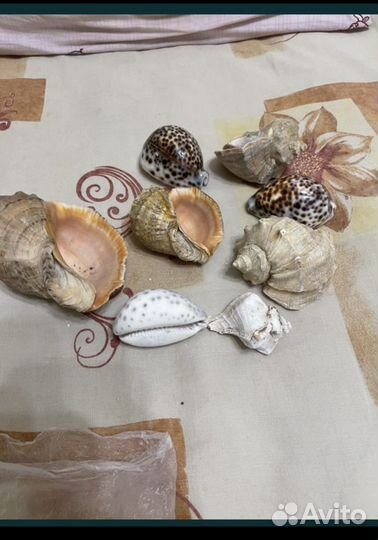 Продам ракушки