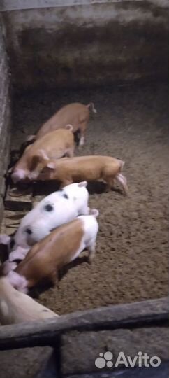 Поросенок ландрас