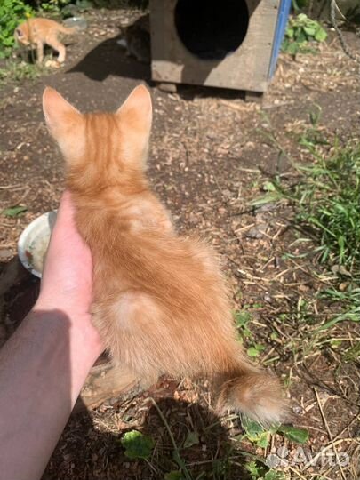 Рыжие котята