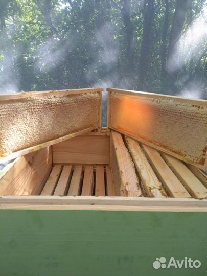 Мед сотовый гречишный,цена за кг