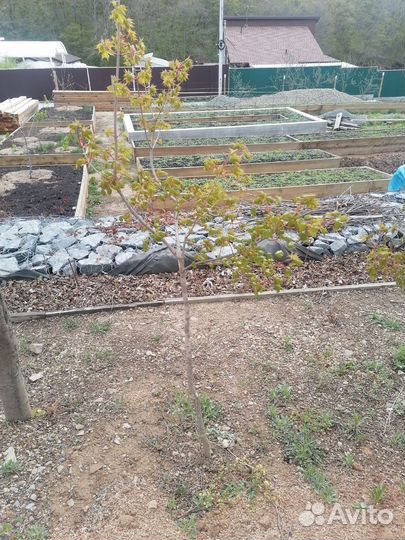 Саженцы клёна