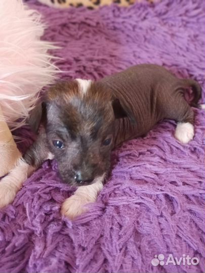 Китайская хохлатая голая