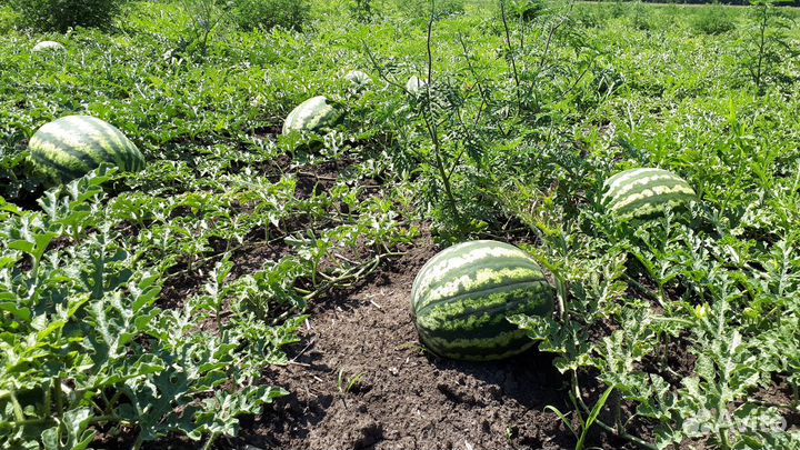 Арбузы