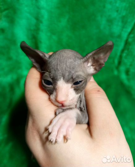 Донской сфинкс котята