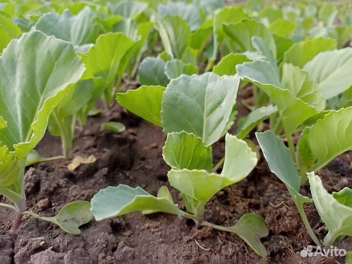 Рассада ранней капусты