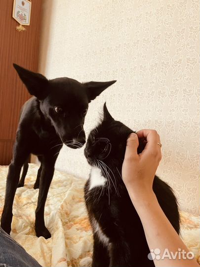 Собака в добрые руки