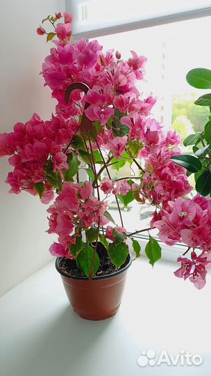 Бугенвиллия взрослая