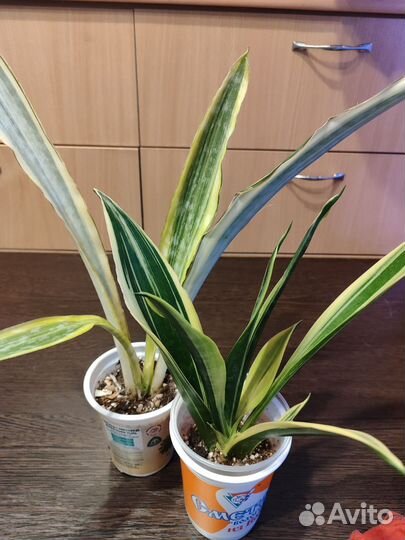 Сансевиерии Golden