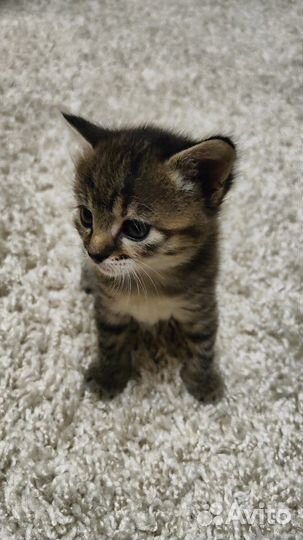 Кошка в дар