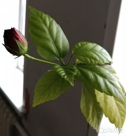 Бесплатно гибискус цветущий