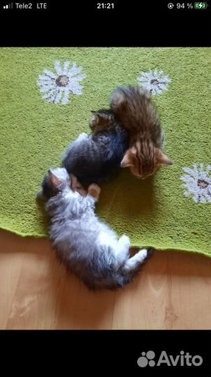 Домашние животные кошки