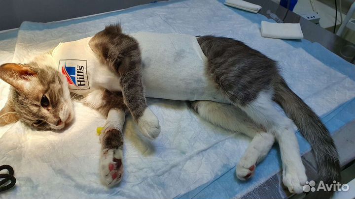 Ветеринарные услуги на дому