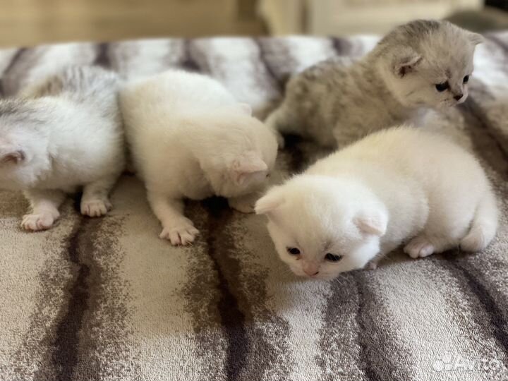 Британские котята