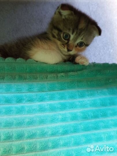 Шотландские вислоухие котята