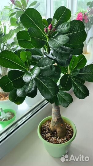 Адениум роза пустыни (комнатный цветок)