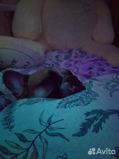 Французский бульдог