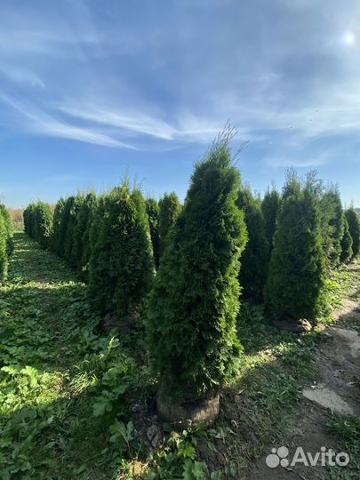 Саженцы Туи смарагд 2,19 метра