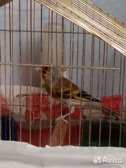 Гибрид щегол и канарейка