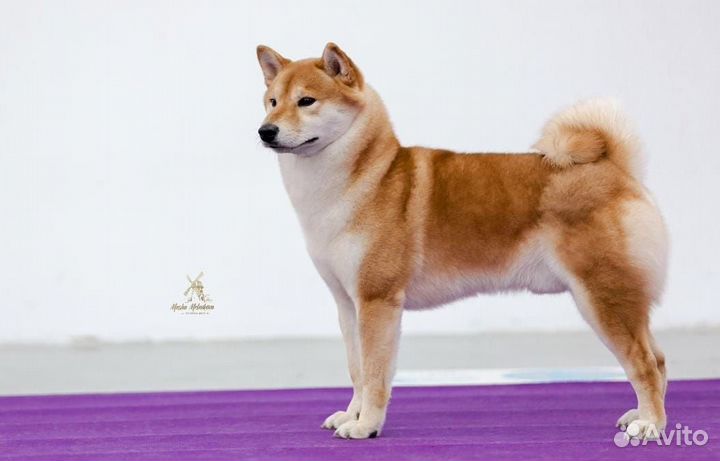 Вязка Сиба ину кобель