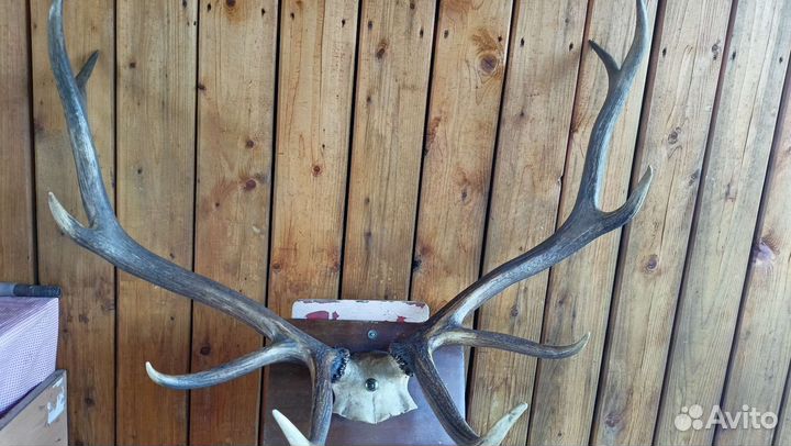 Продам Рога