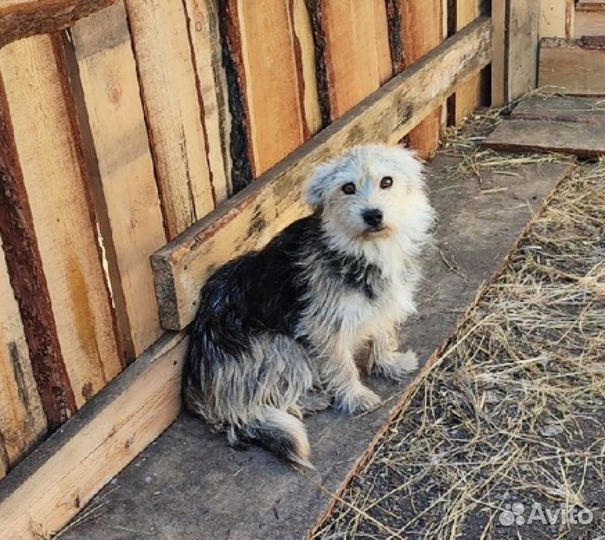 Маленькая, 6кг, терьеристая собачка