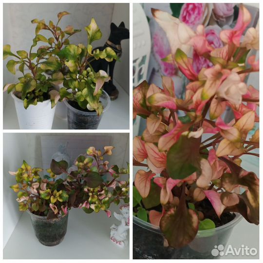 Альтернантера