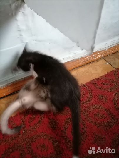 Кошки в добрые руки бесплатно