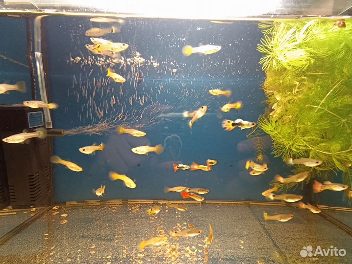 Аквариумные рыбки гуппи