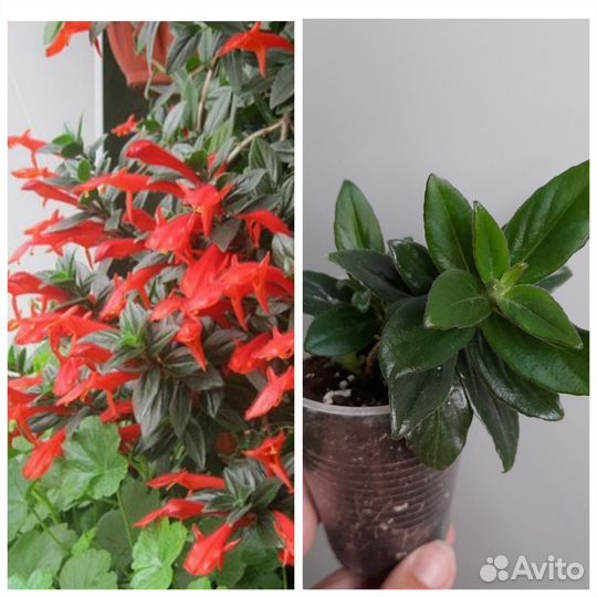 Комнатные цветы