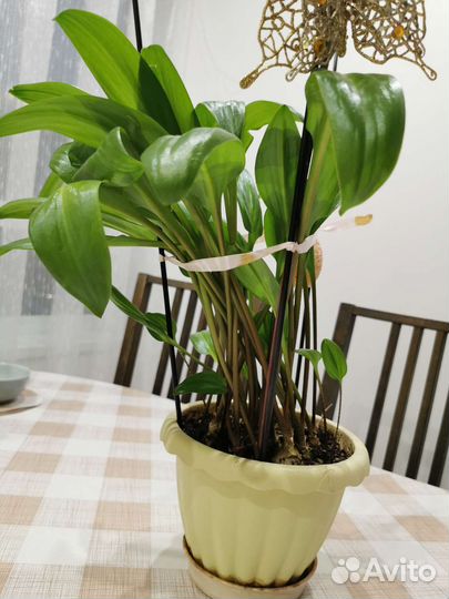 Дримиопсис